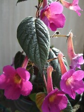 Achimene "Harry Williams", je 15 Rhizome, Luftrhizome