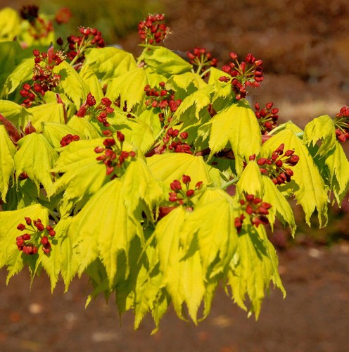Japanischer goldahorn 40cm - goldahorn, 30-40cm