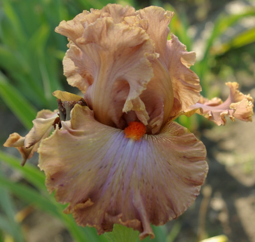Schwertlilie bart iris - schwertlilie, bart-iris