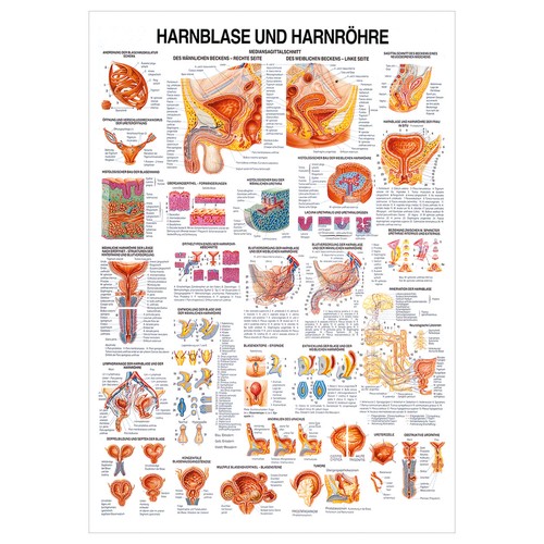 Hanrblase und harnröhre - hanrblase,