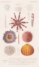 Seeigeln sea urchin