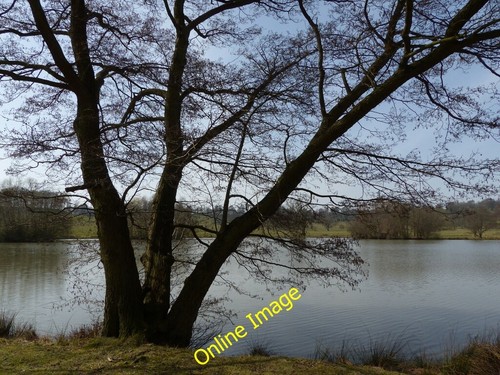 Foto 6x4 petworth park - 6x4,