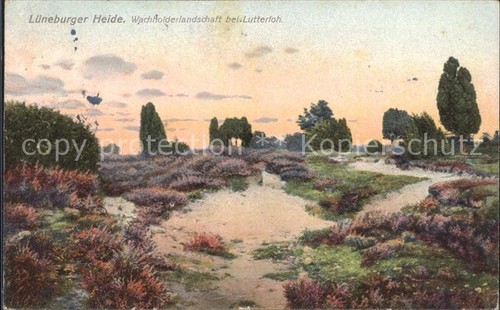 Lutterloh wachholderlandschaft - lutterloh,
