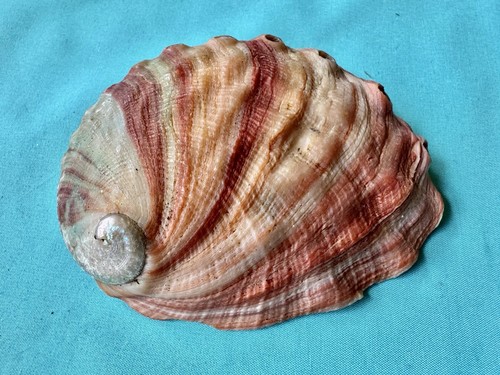 Schöne muschel haliotis - schöne,