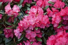 Rhododendron yakushimanum 'Clivia', immergrün, rosa Blüten, 80 cm hoch