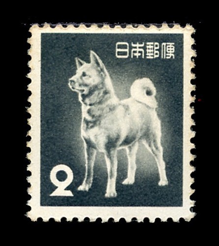 Japanische akita inu - japanische,