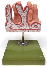 SOMSO Vintage Anatomie Modell Innere Oberfläche des Leerdarms, Zotten H 25cm