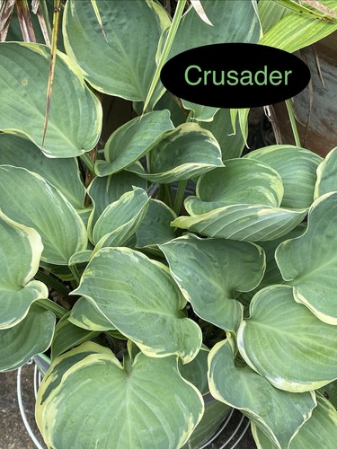Hosta crusader 1 - hosta,