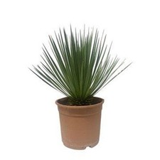 Yucca Rostrata 60cm | Ø24cm
