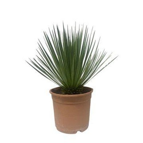 Yucca rostrata 50cm ø24cm - yucca, |