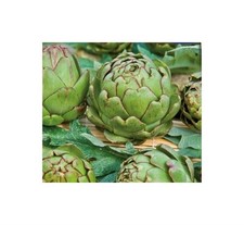 10x Artischocke Green -
