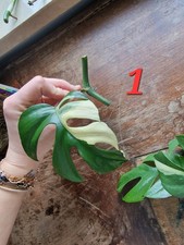 Rhaphidophora Tetrasperma