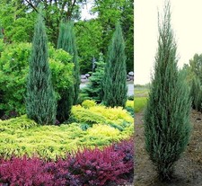 Steinwacholder BLUE ARROW