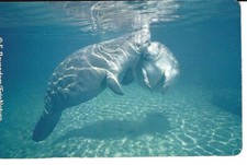 Telekom Telefonkarte PD 2 02,  €10, "Manati" (Seekuh), leer, gebraucht