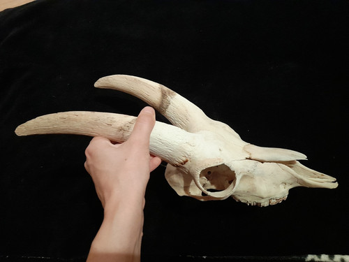 Steinbock schädel mit - steinbock,