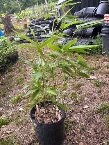 Phyllostachys edulis moso - edulis,