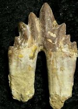 Basilosaurus zahn Fosilien Dinosaurier großer kräftiger zahn 12 cm