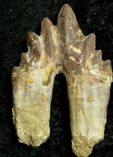Basilosaurus zahn fosilien - basilosaurus,