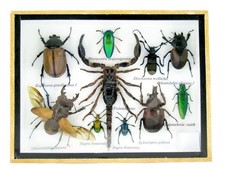 Einzelstück - echte