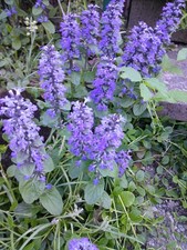 Kriechender Günsel oder rotblättriger Günsel, 8 Pflanzen