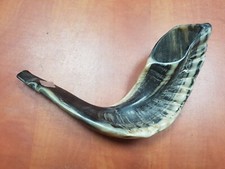 koscheres Shofar Widder Horn klassische Widder natürlich aus Israel Größe 14-...