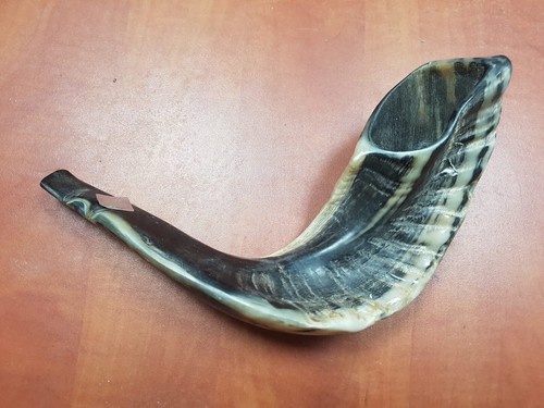 Koscheres shofar widder - koscheres, horn