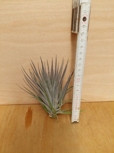 Tillandsia plagiotropica