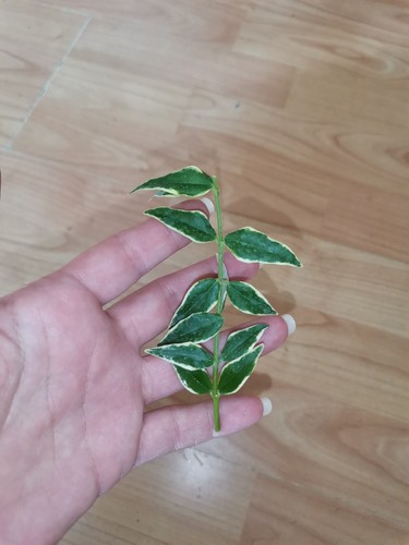 Hoya bella albomarginata - hoya,
