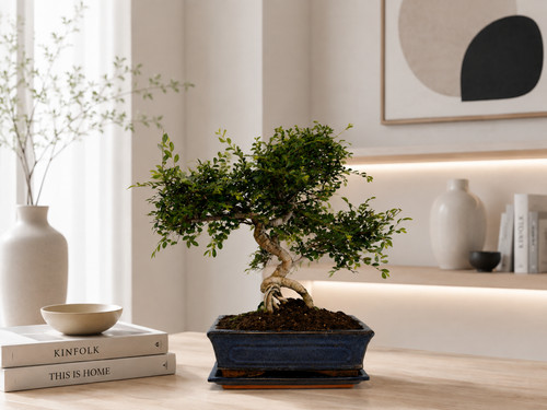 Bonsai zelkova parvifolia - bonsai, 10