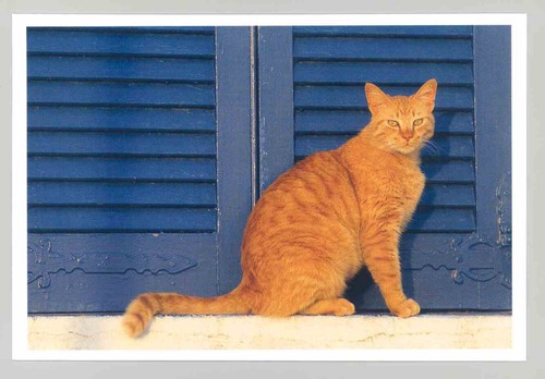 Postkarte katze neu - 1,