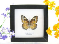 Leopard Lacewing - echter