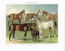 PFERDE Shetland Pony Araber Vollblut Halbblut CHROMO-LITHOGRAPHIE von 1897
