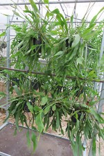 Epiphyllum Blattkaktus