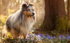 COLLIE    * Hund * Dog  * Postkarte  *  Postcard  38 Australian Shepherd