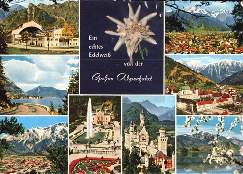 Ein echtes edelweiß - ein, von