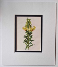 GROVE Lilium Szovitsianum