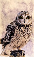POSTER XXL POP ART EULE OWL