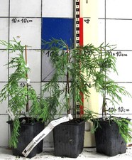 Cupressus funebris /  "Tränenzypresse"  -  seltene Zypressenart aus China