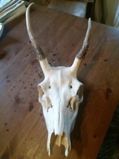 abnormer Rehbock Rehgeweih Rehgehörn Geweih Trophäe Gehörn Krickerl Rehkrone