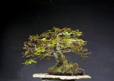 Bonsai outdoor winterhart