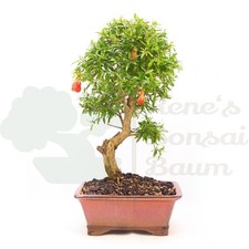 BONSAI Granatapfel 'Punica