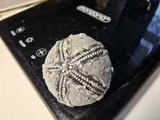  Seeigel Galerites Steinkern