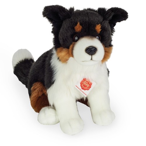Tri color border - tri-color, collie