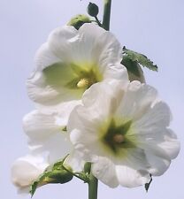 30 Stockrosen Samen weiß mit grünem Stern im Zentrum, hochwachsend, 2025 d