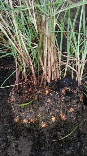 Erdmandel tigernuss cyperus - tigernuss,