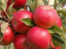 Apfelbaum IDARED 100-120 cm