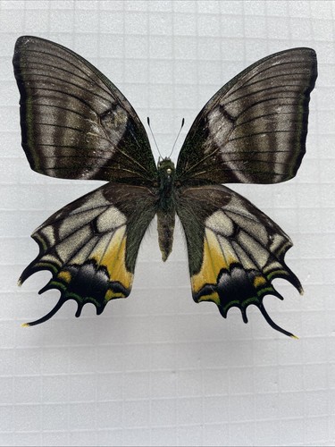 Entomologie teinopalpus aureus - entomologie*teinopalpus,
