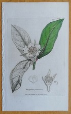 Sowerby originaldruck - sowerby,
