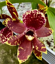 Zygopetalum Wood Fire blühfähige Pflanze Duft NEW Orchidee Orchideen