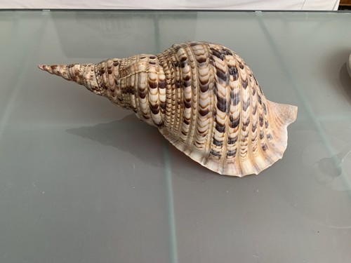Tritonshorn charonia tritonis - tritonshorn,